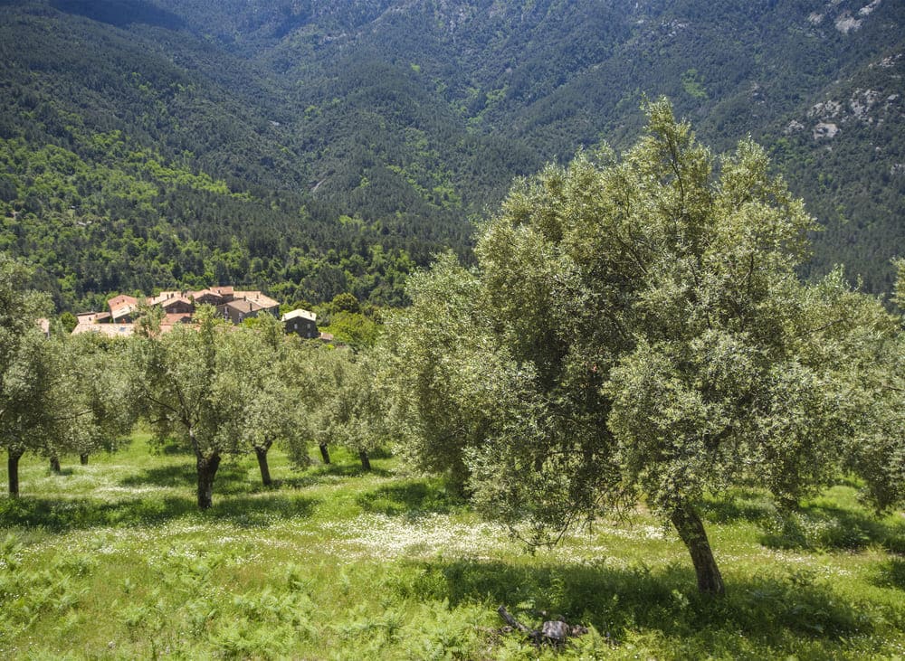 Domaine Pinelli Huille D’Olive miniature articles Les racines de l’olivier(2)(1)(1)
